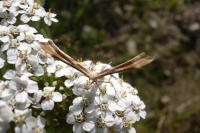 Gillmeria pallidactyla