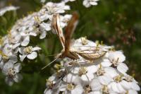 Gillmeria pallidactyla