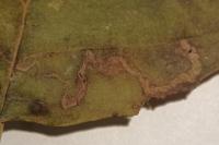 Stigmella glutinosae