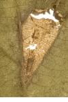 Phyllonorycter nicellii