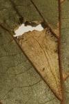 Phyllonorycter nicellii