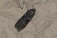 Blastobasis