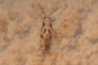 Nemapogon
