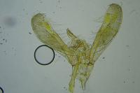 Elachista consortella