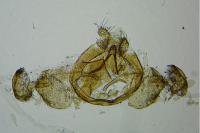 Opostega salaciella