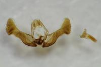Eucosma cana