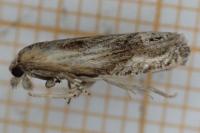 Eucosma cana