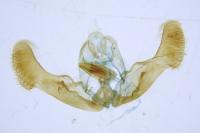 Epiblema grandaevana