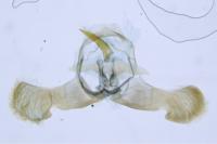Dichrorampha plumbana