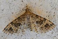 Alucita hexadactyla