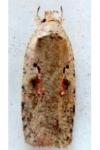 Agonopterix ocellana