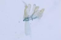 Bucculatrix nigricomella