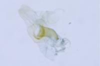 Ischnoscia borreonella