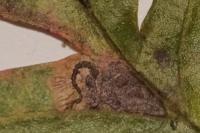 Stigmella perpygmaeella