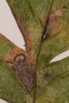 Stigmella perpygmaeella