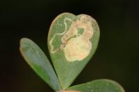 Trifurcula ortneri