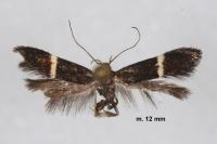 Aproaerema larseniella