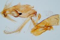 Aproaerema larseniella