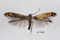 Coleophora alcyonipennella