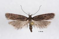 Neofaculta ericetella