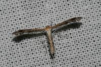 Stangeia siceliota