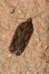 Acleris abietana