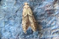 Blastobasis adustella