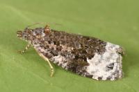 Apotomis capreana