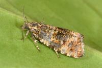 Olethreutes micana