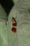 Epicallima bruandella