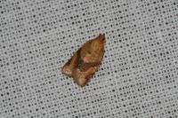 Clepsis consimilana