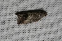 Cydia splendana