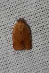 Clepsis consimilana