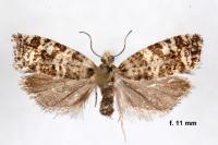 Epinotia tedella