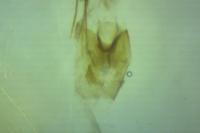 Epinotia tedella