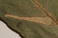 Phyllonorycter salicicolella