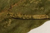 Phyllonorycter salicicolella