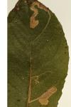 Stigmella salicis
