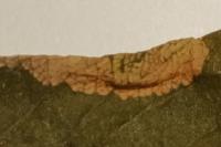 Phyllonorycter