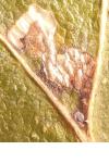Ectoedemia subbimaculella