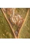 Ectoedemia subbimaculella