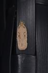 Agonopterix ocellana