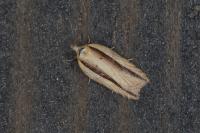 Acleris hastiana