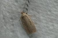 Agonopterix yeatiana