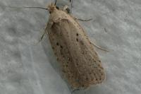 Agonopterix yeatiana
