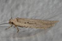 Agonopterix yeatiana