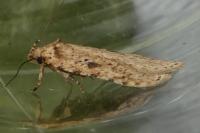 Agonopterix arenella