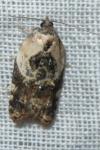 Acleris variegana
