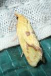 Agapeta hamana
