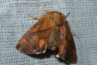 Apoda limacodes
